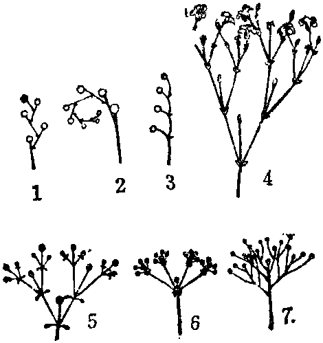 伞状花序植物名图片